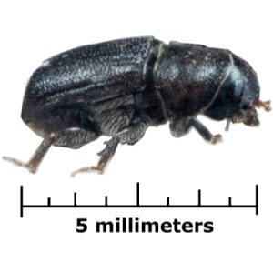 Mountain pine beetle